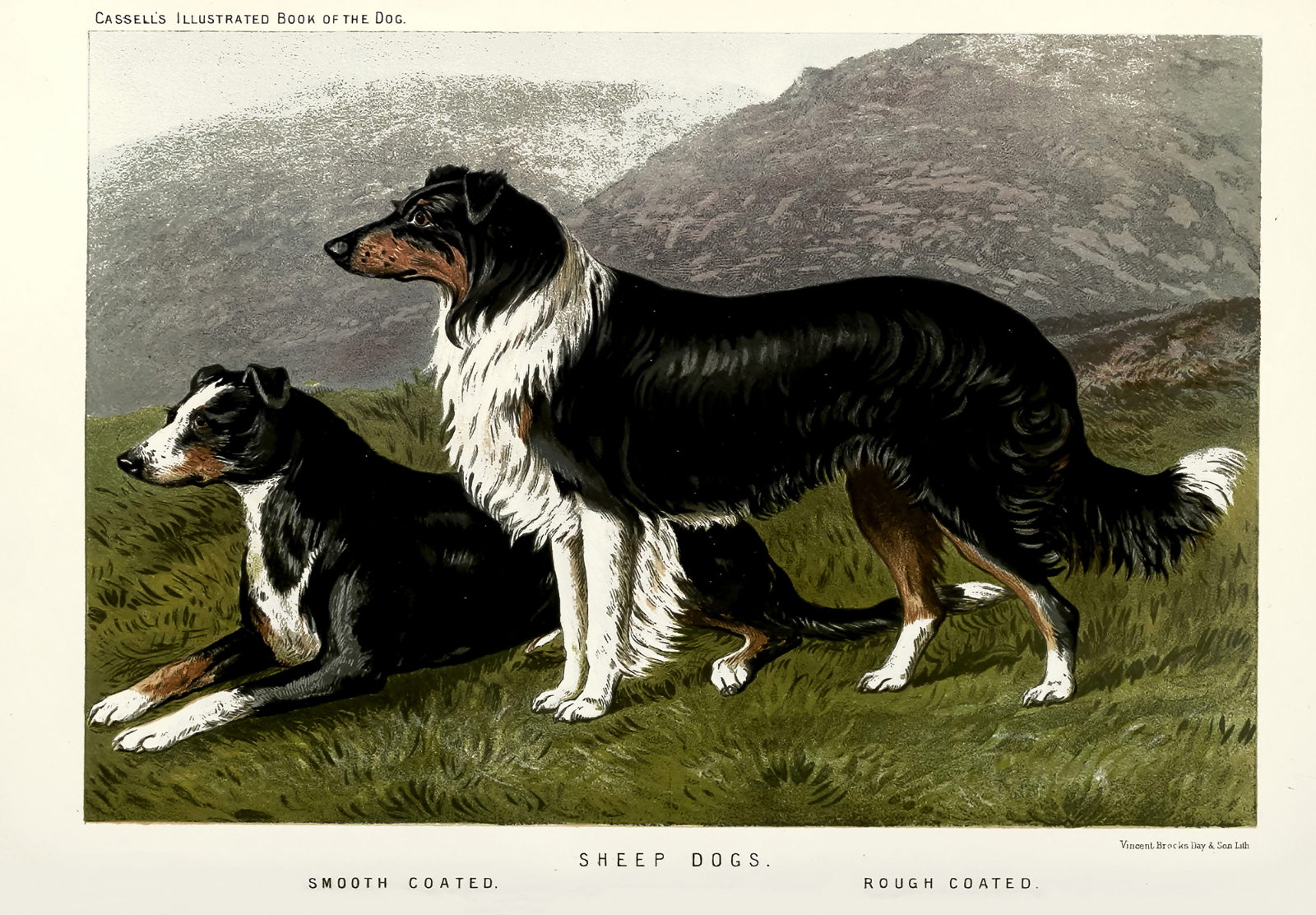 Sheep Dog Poster – Vintage Rough Smooth Collie Wall Art -16×12/20×16/24×18/36×24