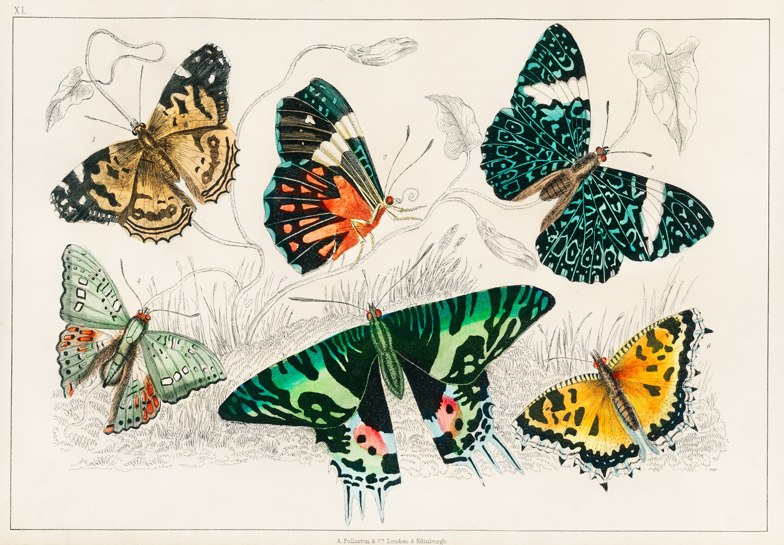 Vintage Butterfly Poster Print Entomology Wall Art - 16x12/20x16